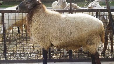 سقوط آزاد قیمت دام زنده: هر کیلو فقط ۵۰۰ هزار تومان