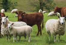 دام سبک و سنگین