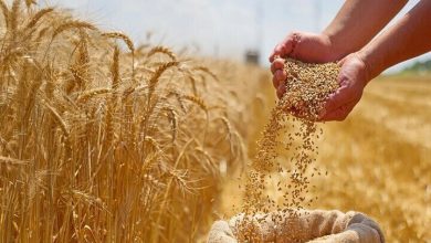 دولت به گندم یارانه می‌دهد؟