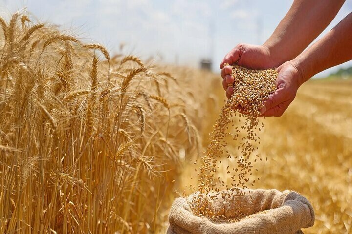 دولت به گندم یارانه می‌دهد؟