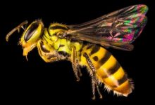 زنبورهای جهان