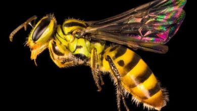 زنبورهای جهان