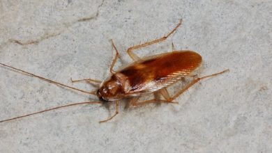 سوسک چطور بدون سر زنده می‌ماند؟