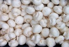 قارچ صدفی کیلویی ۲۱۰ هزار تومان شد