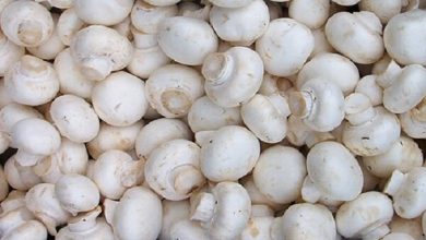 قارچ صدفی کیلویی ۲۱۰ هزار تومان شد