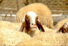 قیمت قربانی حج ۱۴۰۵ اعلام شد