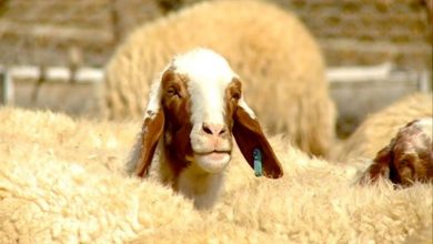 قیمت قربانی حج ۱۴۰۵ اعلام شد