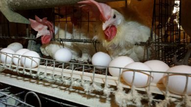 قیمت تخم‌مرغ