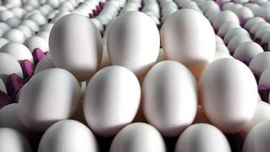قیمت تخم‌مرغ