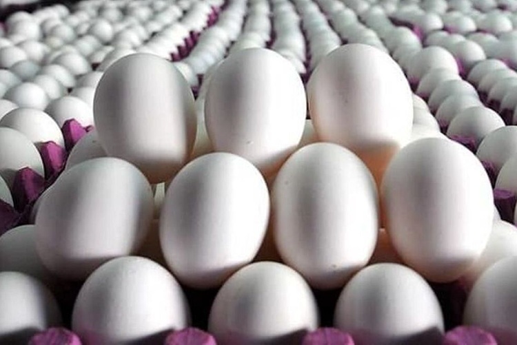قیمت تخم‌مرغ