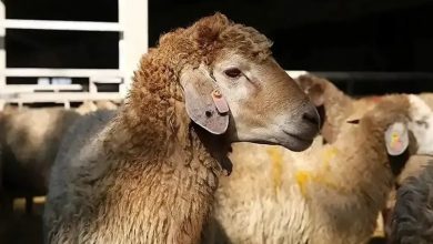 قیمت دام زنده