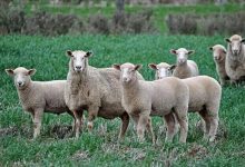 قیمت دام زنده امروز پنجشنبه ۲۳ بهمن ۱۴۰۴