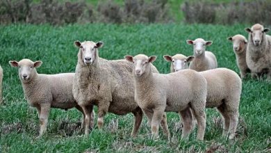 قیمت دام زنده امروز پنجشنبه ۲۳ بهمن ۱۴۰۴