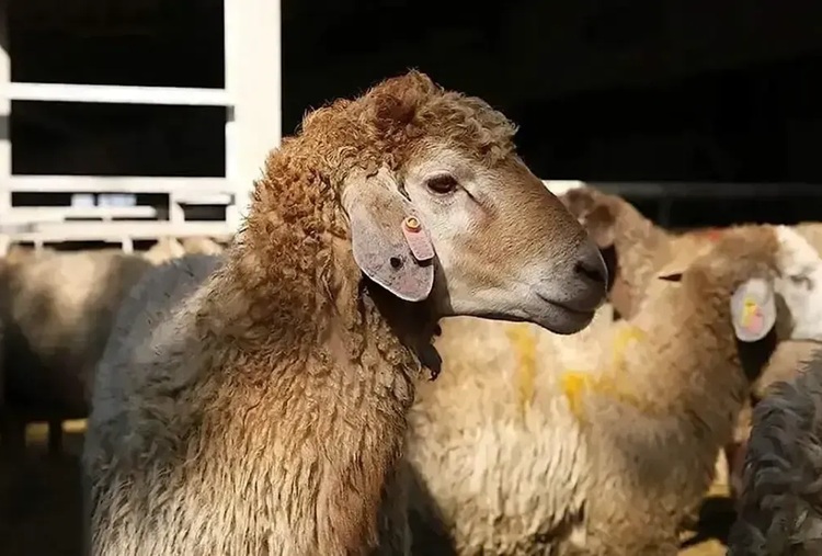 قیمت دام زنده