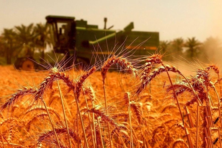 قیمت گندم