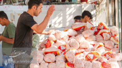 قیمت گوشت مرغ