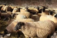 لیست قیمت دام زنده امروز ۲۷ بهمن ۱۴۰۴