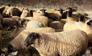 لیست قیمت دام زنده امروز ۲۷ بهمن ۱۴۰۴