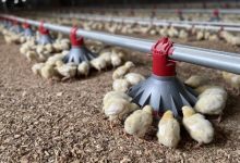 زنگ خطر در مرغداری‌ها؛ سویا گران‌تر از تخم‌مرغ شد