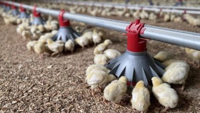 زنگ خطر در مرغداری‌ها؛ سویا گران‌تر از تخم‌مرغ شد