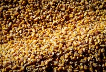 نهاده‌های دامی