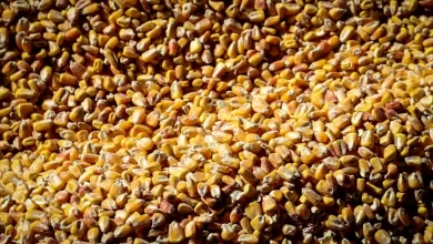 نهاده‌های دامی