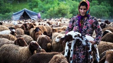 واریز «عیدی»، مستمری و کمک معیشت مستمری‌بگیران روستایی