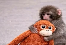 ماجرای متفاوت «پانچ» و شامپانزه ارم: واقعیت تلخ تصمیم‌های اداری