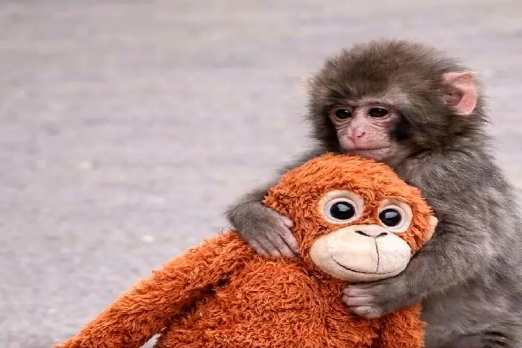 ماجرای متفاوت «پانچ» و شامپانزه ارم: واقعیت تلخ تصمیمهای اداری