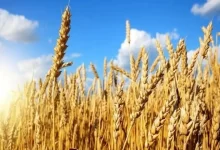 پیش‌بینی تولید ۱۳ میلیون تن گندم در سال زراعی جاری