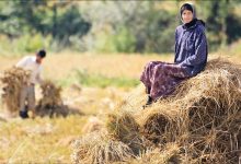 زمان پرداخت عیدی کشاورزان مشخص شد