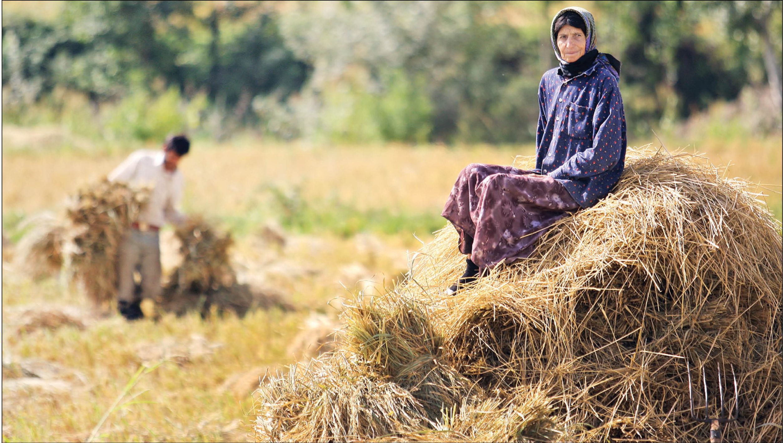 زمان پرداخت عیدی کشاورزان مشخص شد