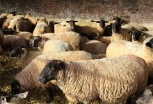 گوسفند کیلویی چند؟