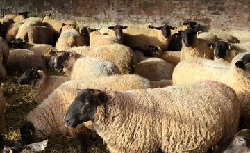 گوسفند کیلویی چند؟