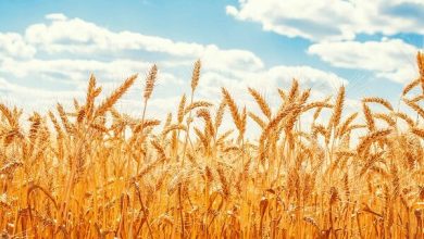 ارسال روزانه ۵ هزار تن گندم به سراسر کشور