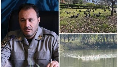 انتقال موقت پرندگان باغ پرندگان لویزان به مازندران برای حفاظت در شرایط جنگی