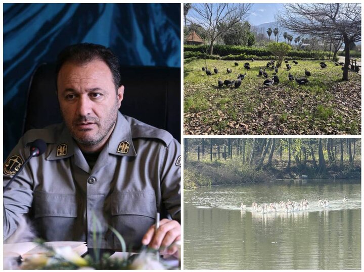انتقال موقت پرندگان باغ پرندگان لویزان به مازندران برای حفاظت در شرایط جنگی