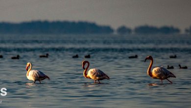 تالاب کانی‌برازان مهاباد