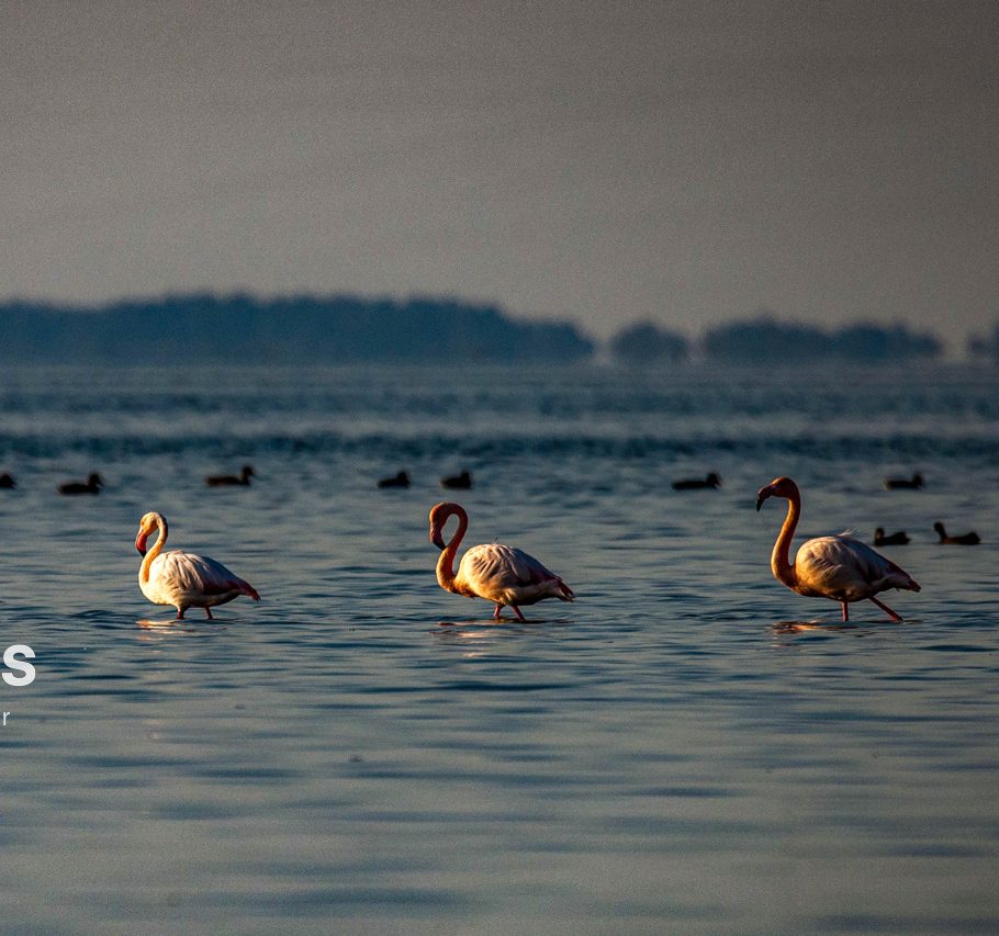 تالاب کانی‌برازان مهاباد