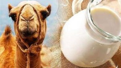 سلامت کبد با پروبیوتیک‌های «شیر شتر»