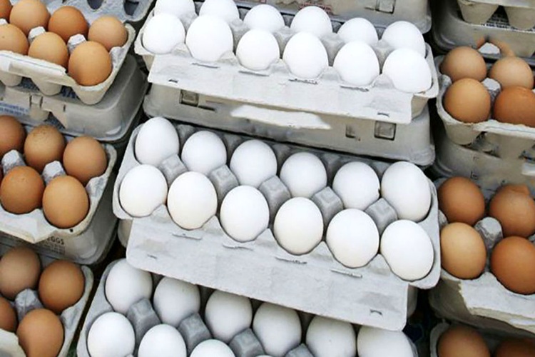 قیمت تخم‌مرغ