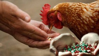 آنتی بیوتیک در گوشت