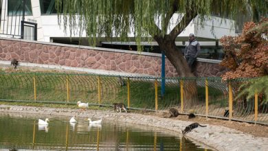 از امروز تهران خنک می‌شود