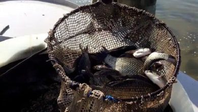 تولید و صادرات آبزیان تقویت می‌شود