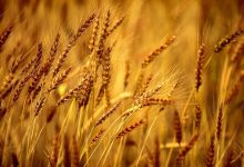 آغاز پرداخت مطالبات گندمکاران به زودی
