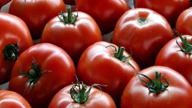 صادرات گوجه فرنگی