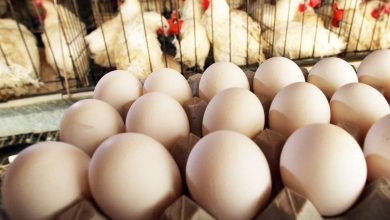 قیمت تخم‌مرغ