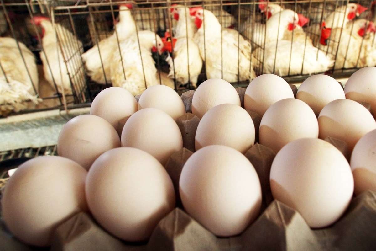 قیمت تخم‌مرغ