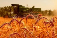 قیمت خرید گندم