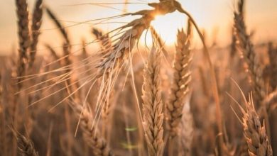 قیمت گندم